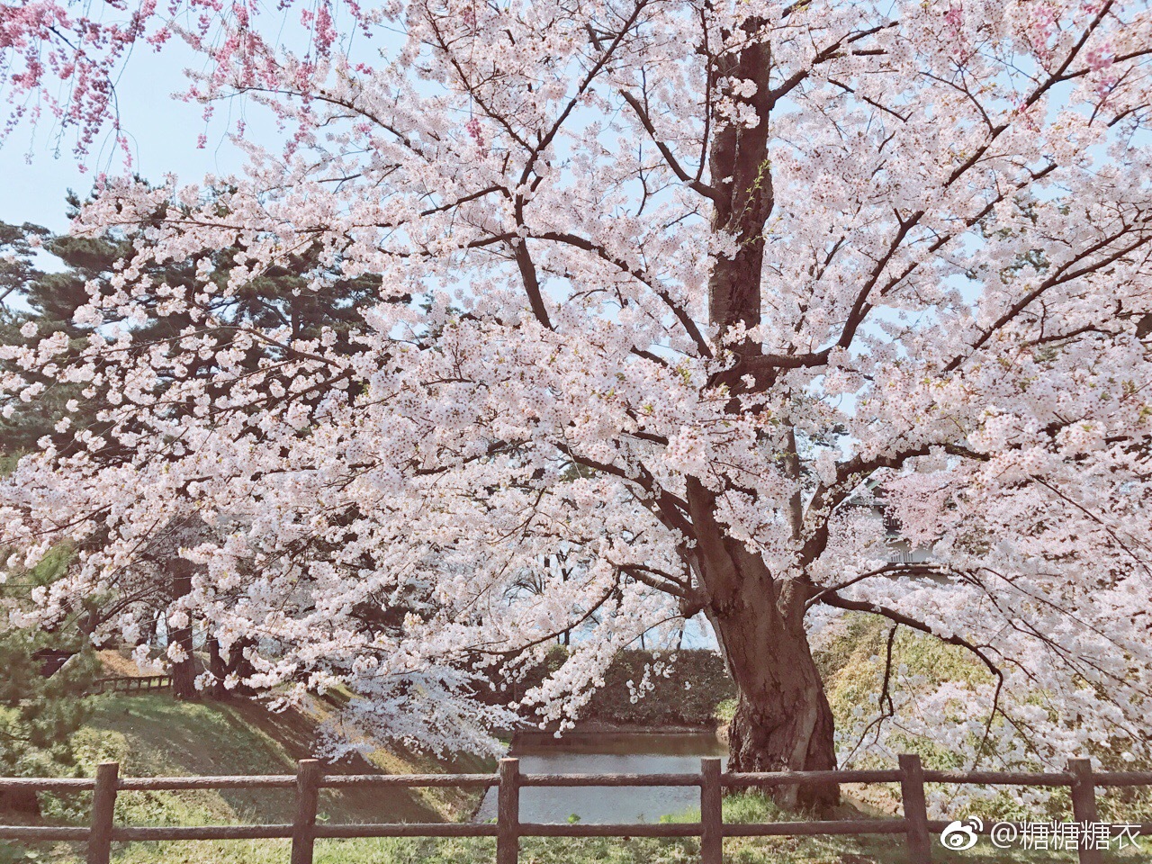 今天看了据说是全日本最美的樱花——弘前公园的樱花|弘前|樱花|公园_新浪新闻