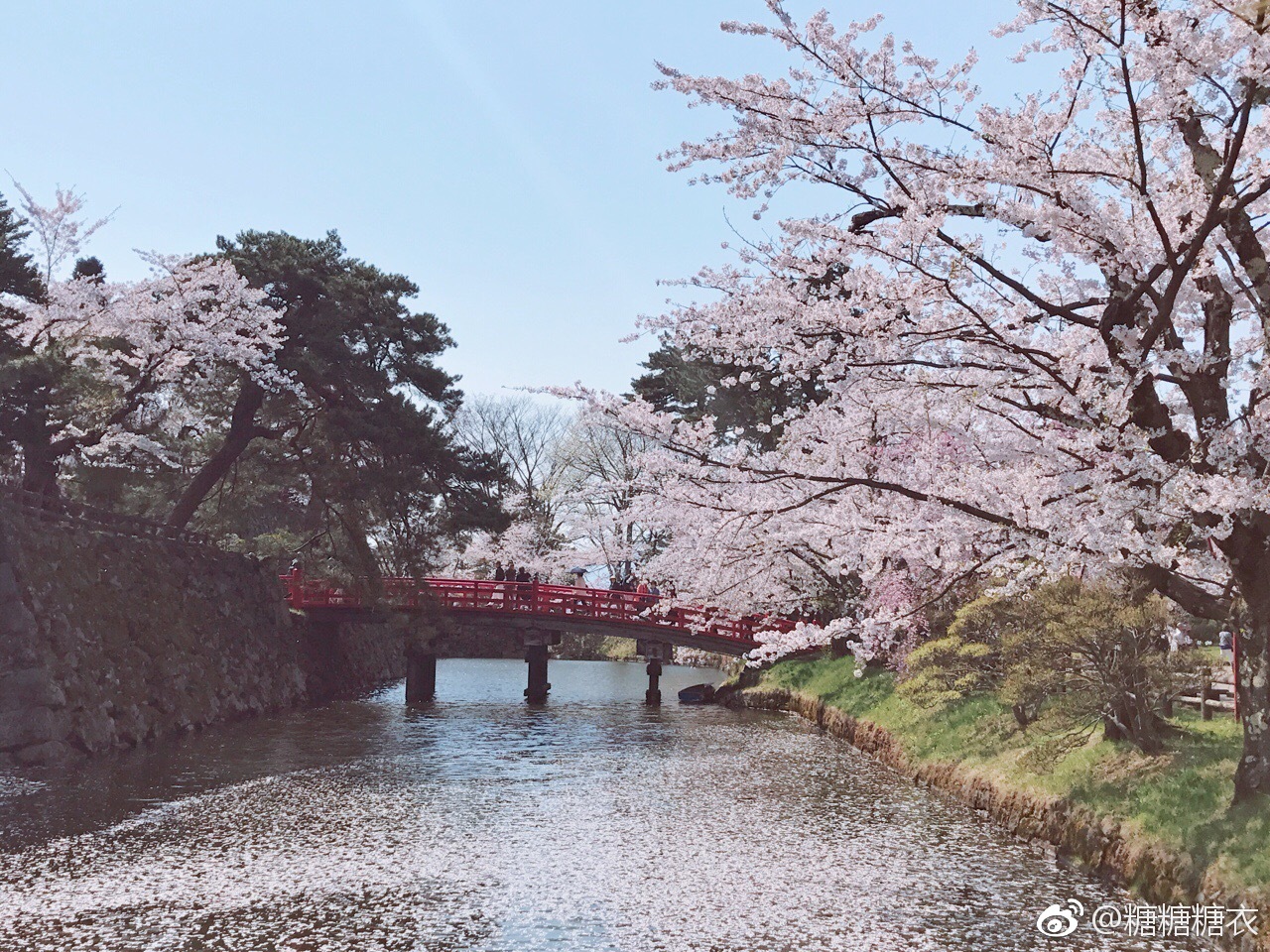 今天看了据说是全日本最美的樱花弘前公园的樱花
