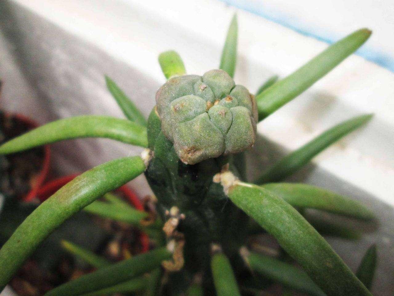 蟹爪兰嫁接原来有这么多植物可以嫁接好看又生长旺盛