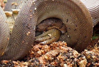 蛇鳄大战生死惊魂3米巨蛇吞下鳄鱼当场吓到脚软