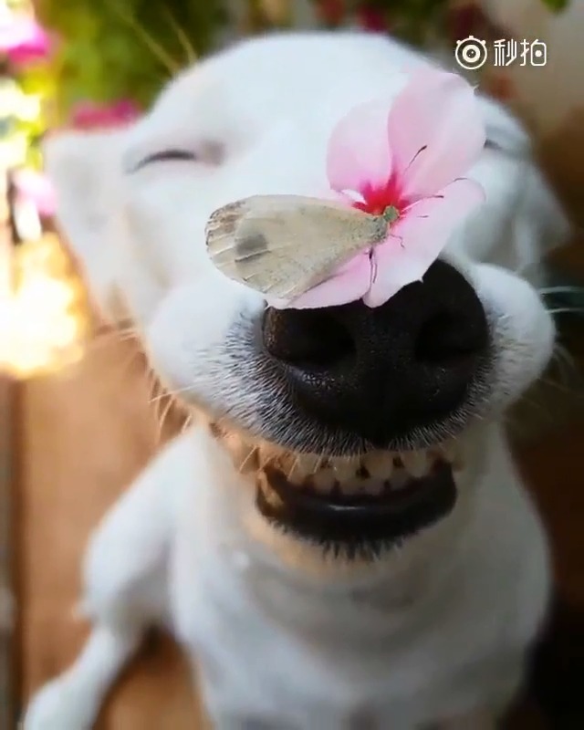 狗狗鼻子上的花落了一只蝴蝶,它也笑成了一朵花,看的心都化了! ​