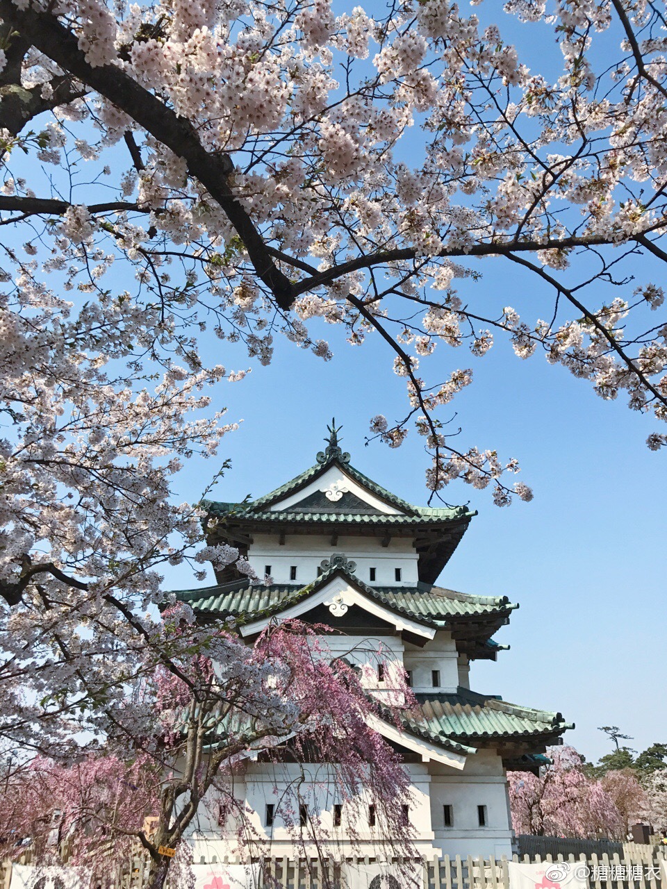 今天看了据说是全日本最美的樱花——弘前公园的樱花|弘前|樱花|公园|天晴|都美_新浪新闻