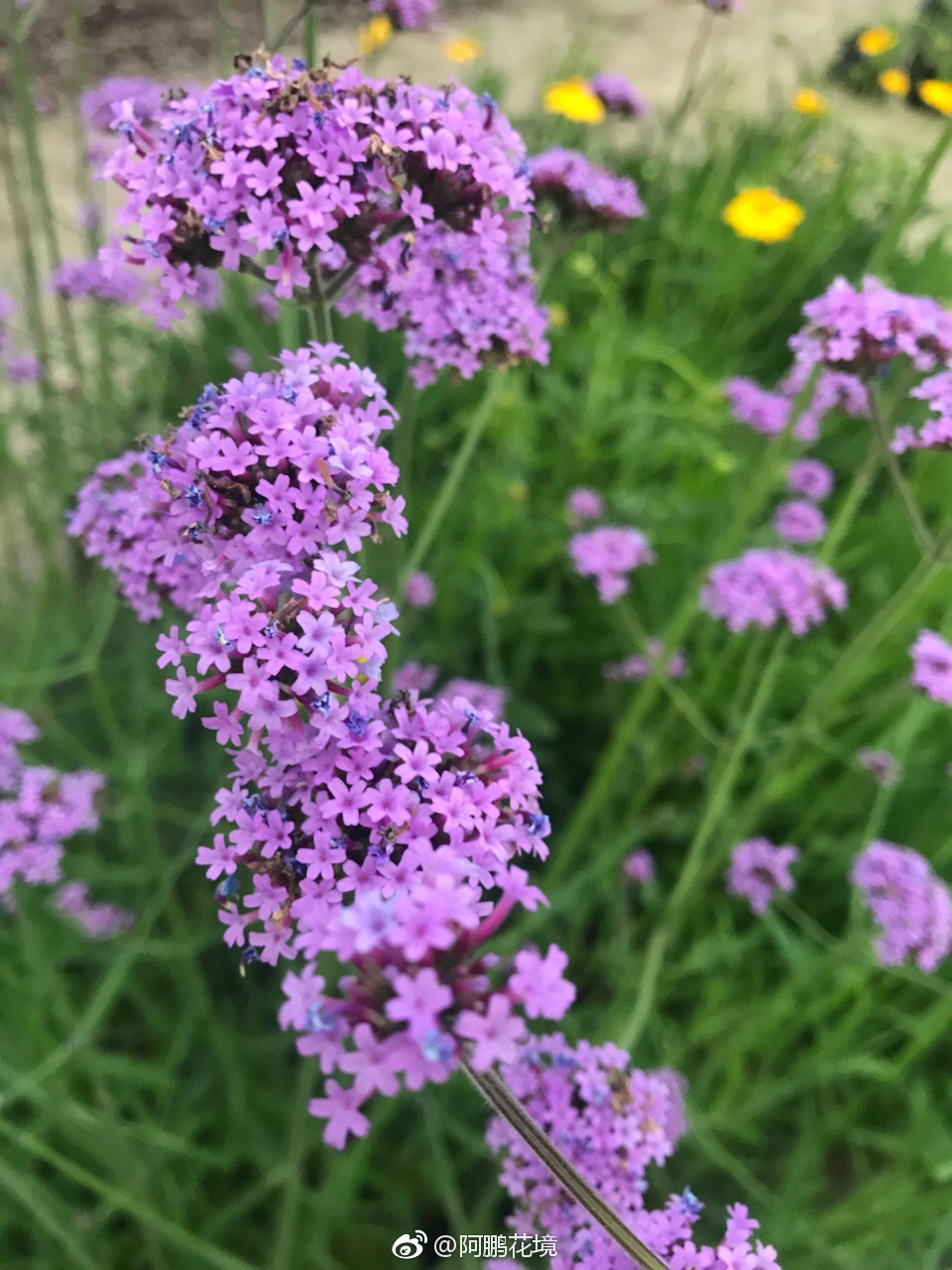 柳叶马鞭草