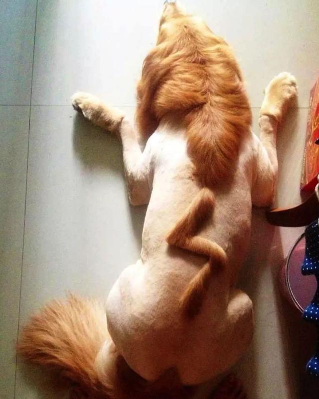 狗狗剃毛之后的造型,隔着屏幕都能感受到狗子的崩溃!