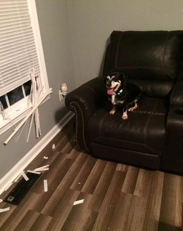 狗狗躲在主人身后目露悲伤,原来是晓得主人曾经签下安乐死同意