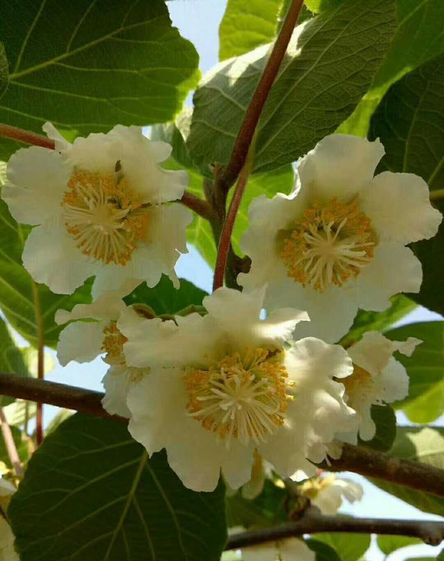 又到一年收获季满园羊桃飘香卖5元一斤你流口水了吗