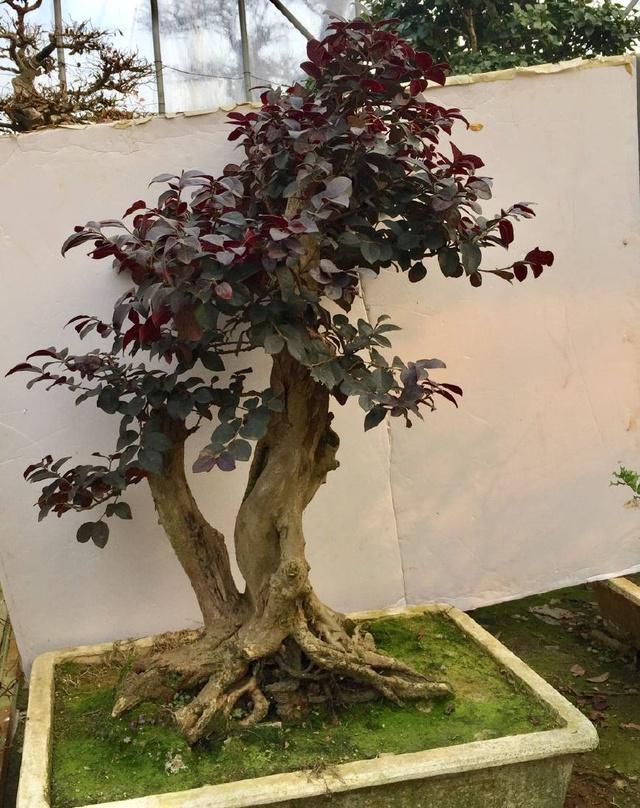 红花继木盆景怎么做养护技巧有哪些