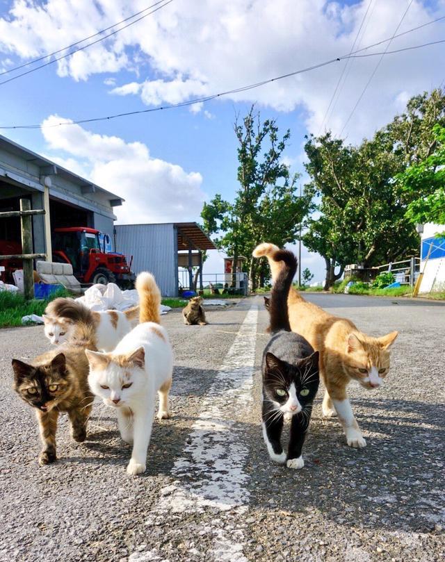 迎面走过来一群流浪猫,那感觉,就像在拍古惑仔电影!
