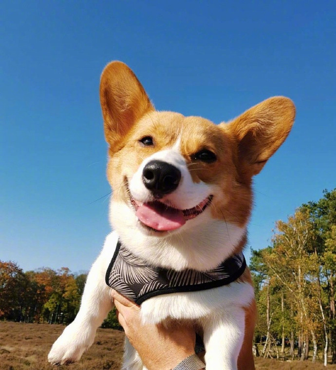 小柯基oliver,每天都笑容满面,超好治愈的,看得心情都好了