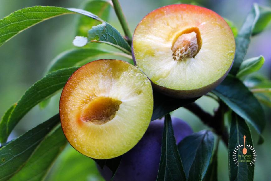 李子|脆红李|古蔺县_新浪网