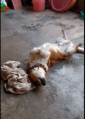 狗狗回家就躺地不动,姿势让人没眼看,以为中毒了!