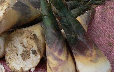 这种笋俗称白玉笋有抗癌功效风味独特营养非常丰富