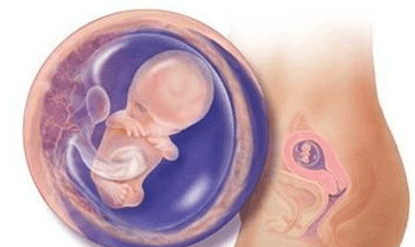 胎儿各周数B超双顶径、股骨长、羊水参考数据