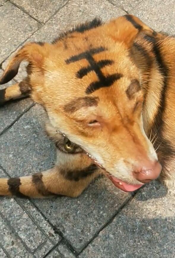 路人见到那个去怕呀,狗狗被墨水染成老虎
