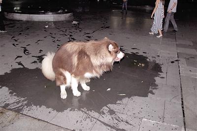 宠物随地大小便怎么办?一个字,罚!|宠物|狗狗|大小便_新浪新闻