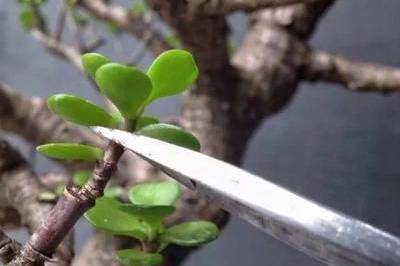 对于玉树,施肥很重要,修剪和采光也要合理才能长出健壮的盆栽|玉树|施肥|叶片_新浪新闻