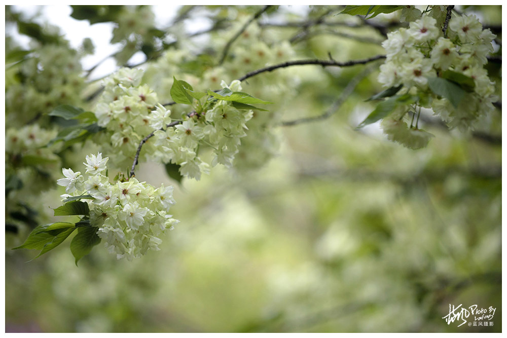 昨天上古猗园拍牡丹,随便拍了几张晚樱,这里还有几棵绿色的樱花树