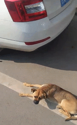 三只狗躺地上不动,主人打招呼也无神,一看像中毒!