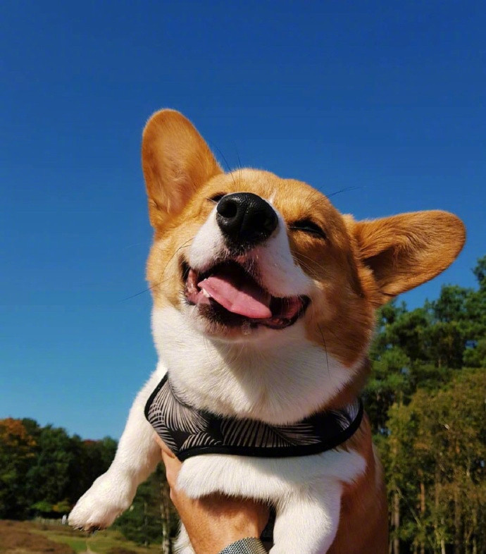 小柯基oliver,每天都笑容满面,超好治愈的,看得心情都好了