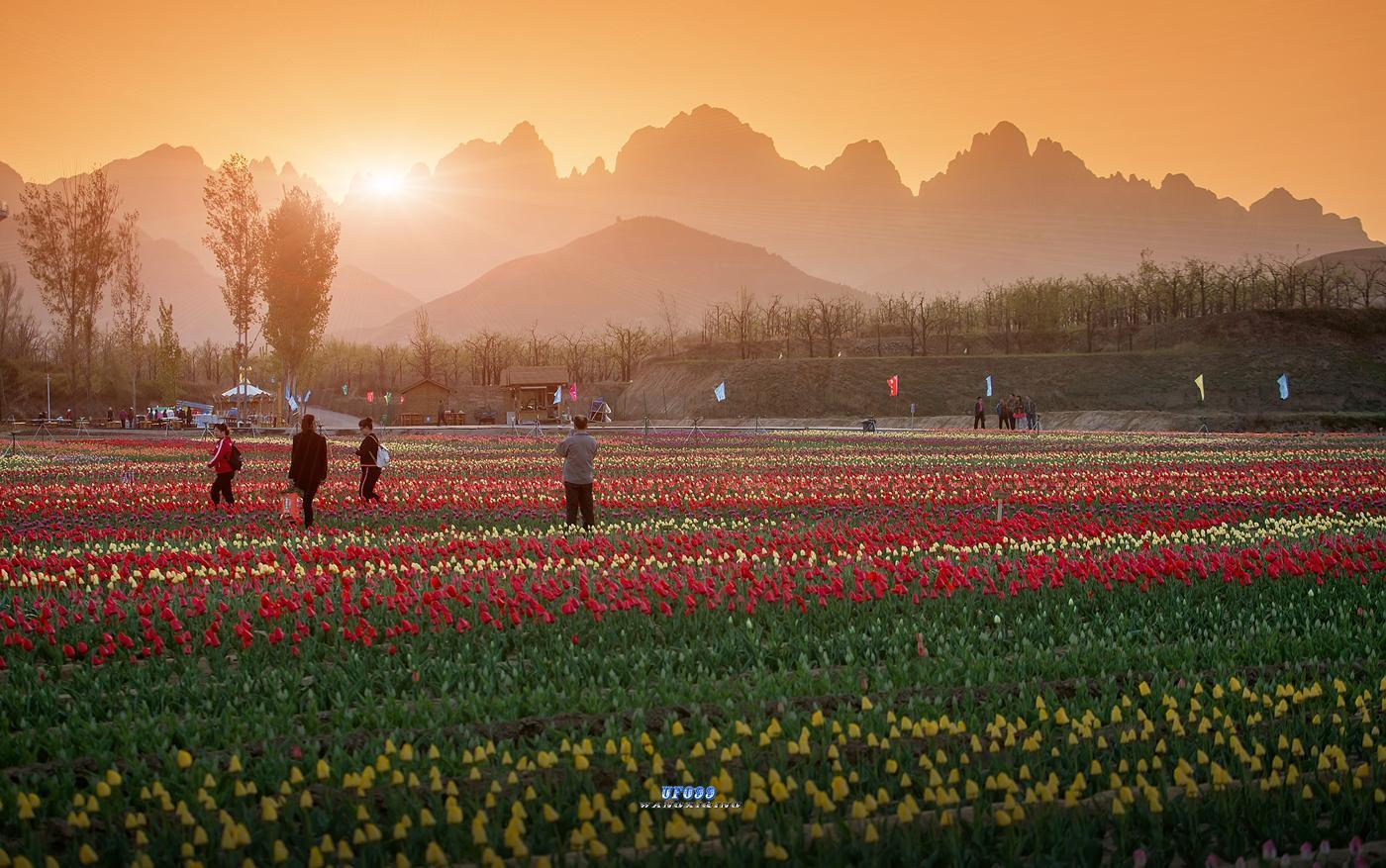 狼牙山下万亩花海竞相盛开, 吸引中外游客踏春来!