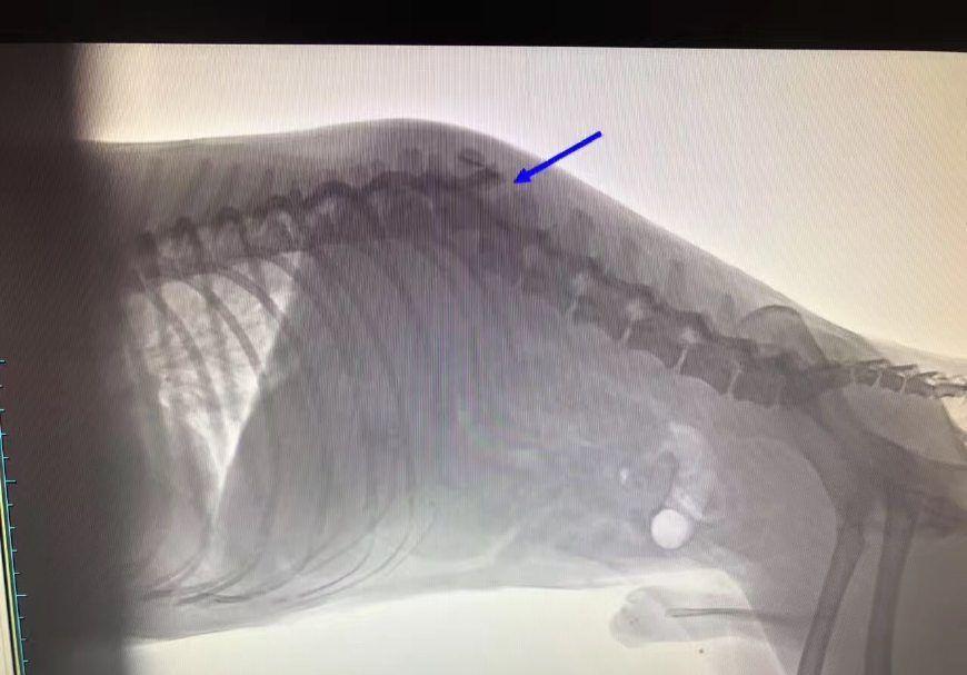 已被好心人及时送到了动物医院,经检查,确诊腰椎骨折,胸骨节骨折,胸腔