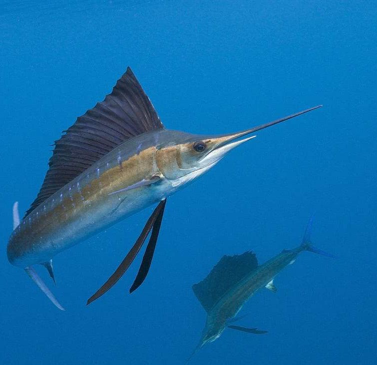 游泳速度超百公里成为最快的鱼类,旗鱼肉日本料理最常见的生鱼片