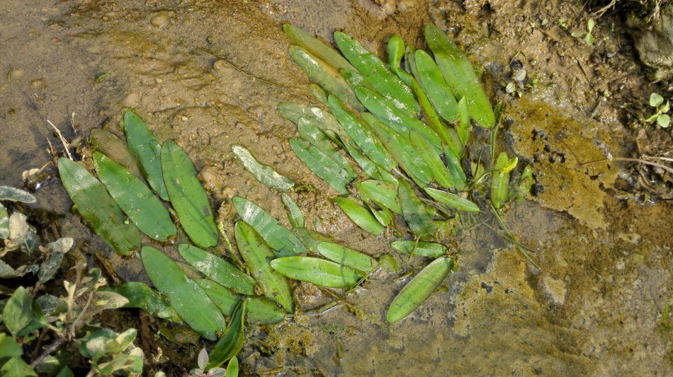 常常是一见到这种野草,就把它捞出来丢掉,或者拿它去喂鸭子,特别讨厌