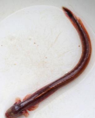 这种奇特的鱼类是紫鳗虾虎鱼,紫鳗虾虎鱼最长30厘米,以甲壳纲动物