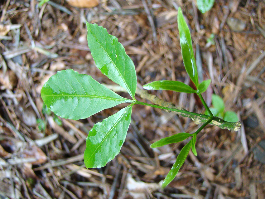 农村一种树叶分叉的树,农民见了就砍,殊不知是名贵的"三叉虎"