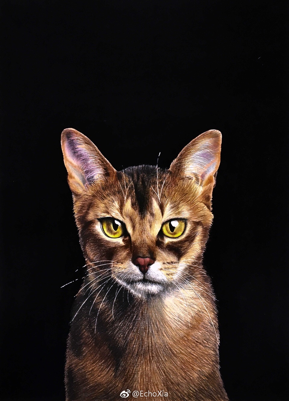 酷酷的阿比西尼亚猫投稿