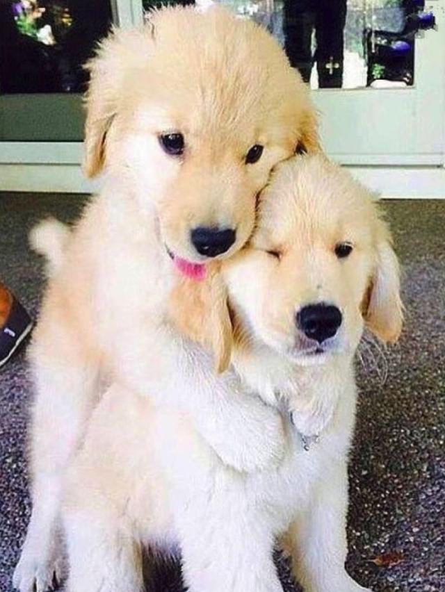 愁眉苦脸巴哥犬也要在情人节这一天给大家来一个暴击秀恩爱不分犬种但