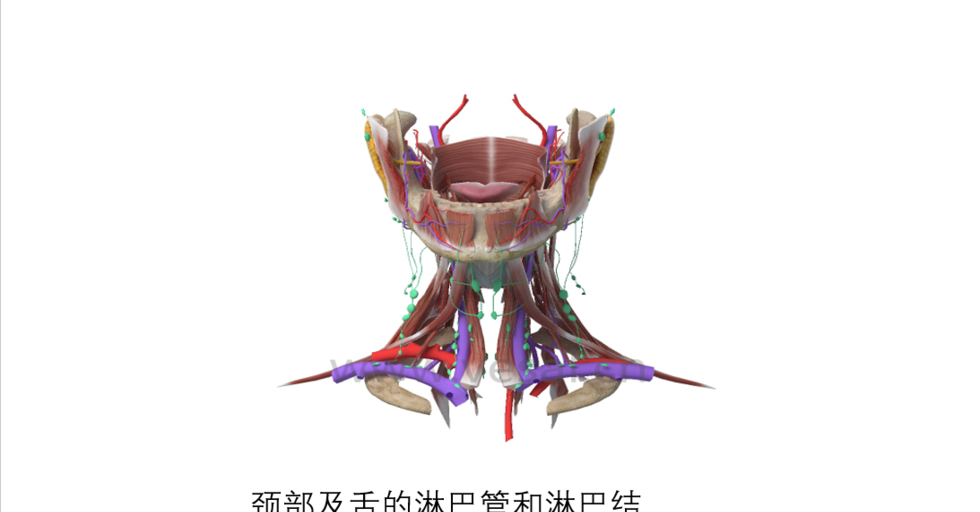维萨里3d解剖精美图集持续更新,淋巴管道
