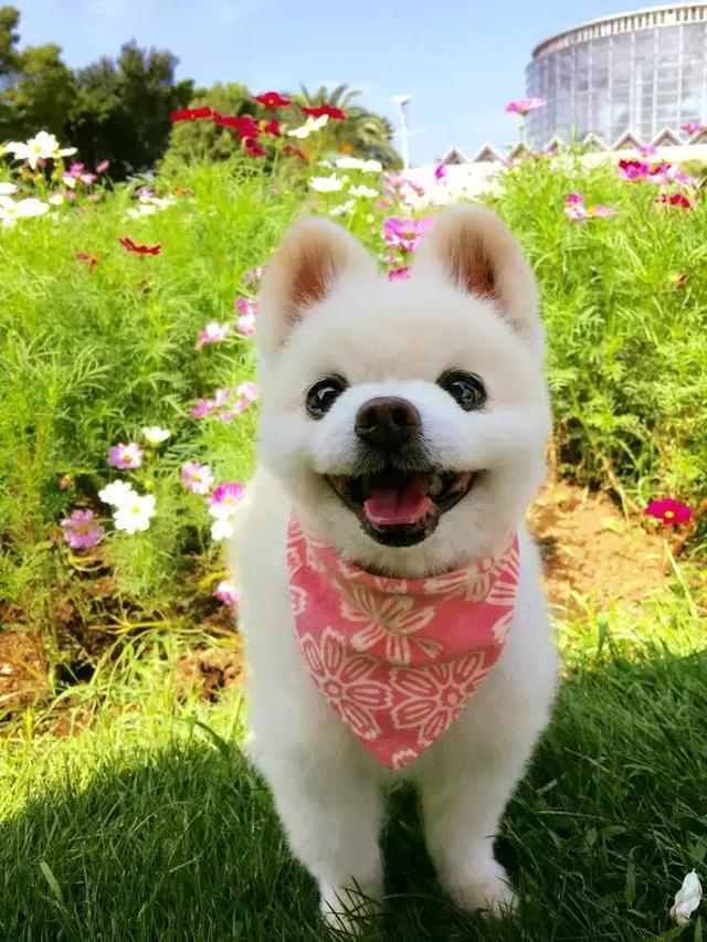 一定是因为俊介太可爱了,所以上帝带走了它