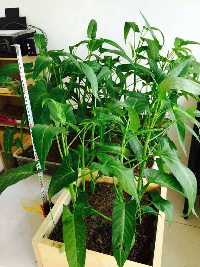 空心菜阳台种植技巧好吃实用方法简单