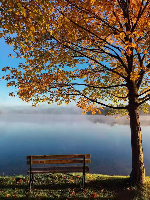 摄影技巧:用手机拍唯美秋天落叶,这些方法,简单实用!