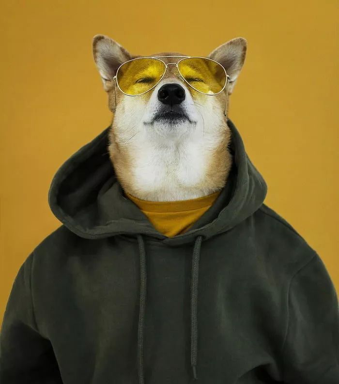 狗穿上衣服都比你帅!