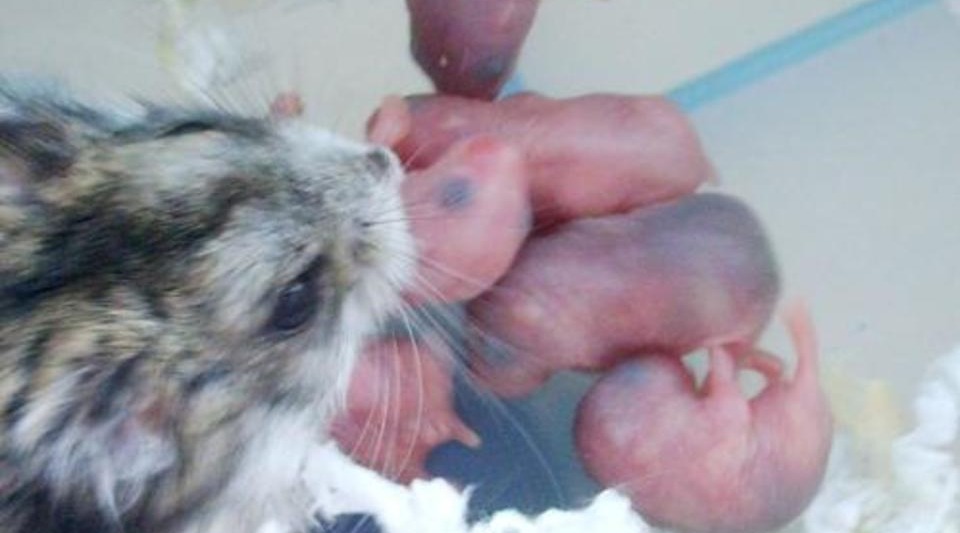 宠物老鼠刚生小崽,就把宝宝都吃进肚子了,主人上网一查深受启发