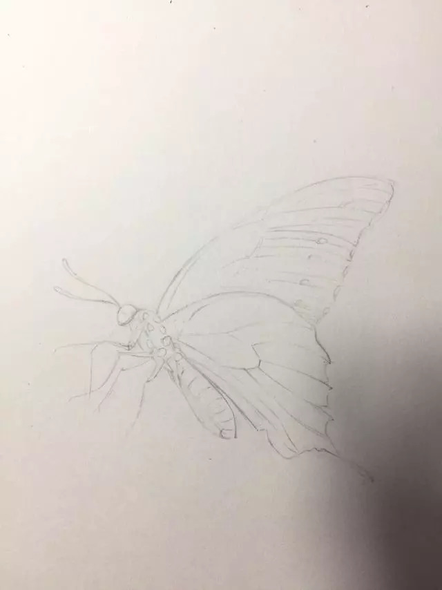 彩铅教程零基础教你用彩铅画一只栩栩如生的蝴蝶