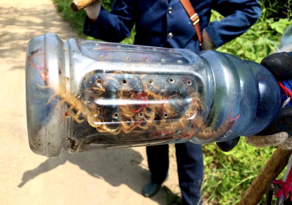 农村人深山抓蜈蚣, 一天最多90条, 每只能卖两块几毛钱