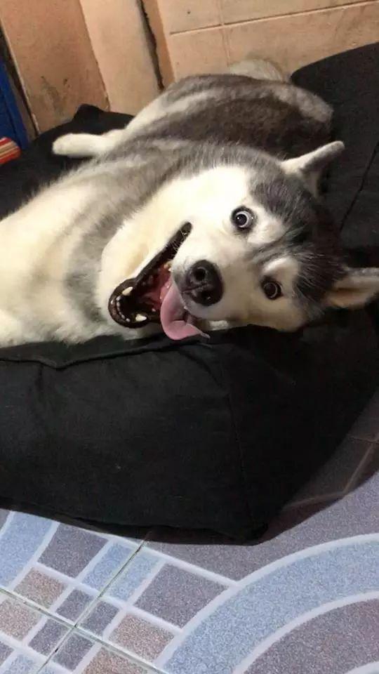 泰国网红"哈士猪"终于减肥成功了,网友:变漂亮了