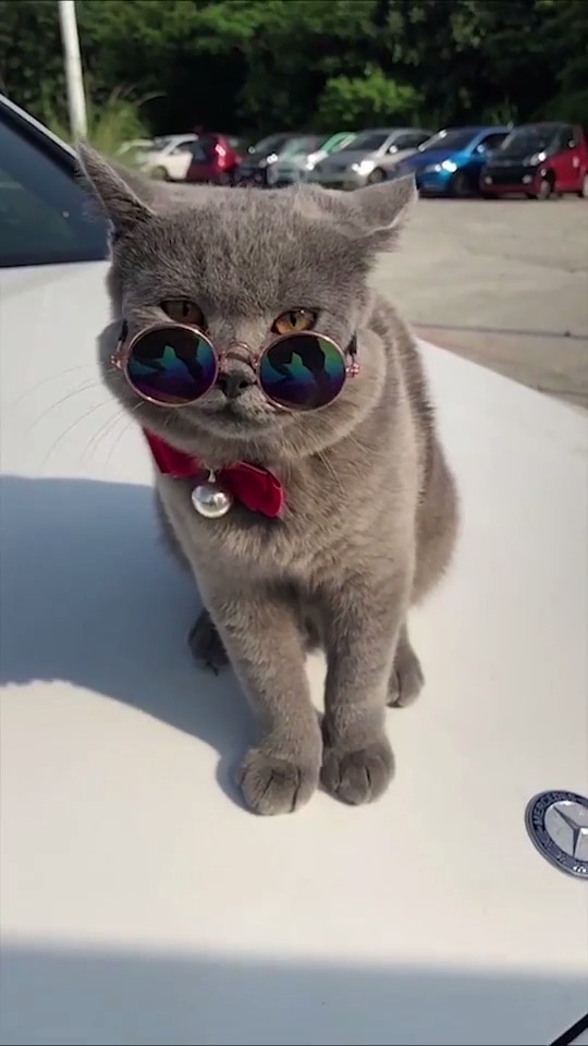 猫才是动物界的大佬 来个会说的 搞笑视频