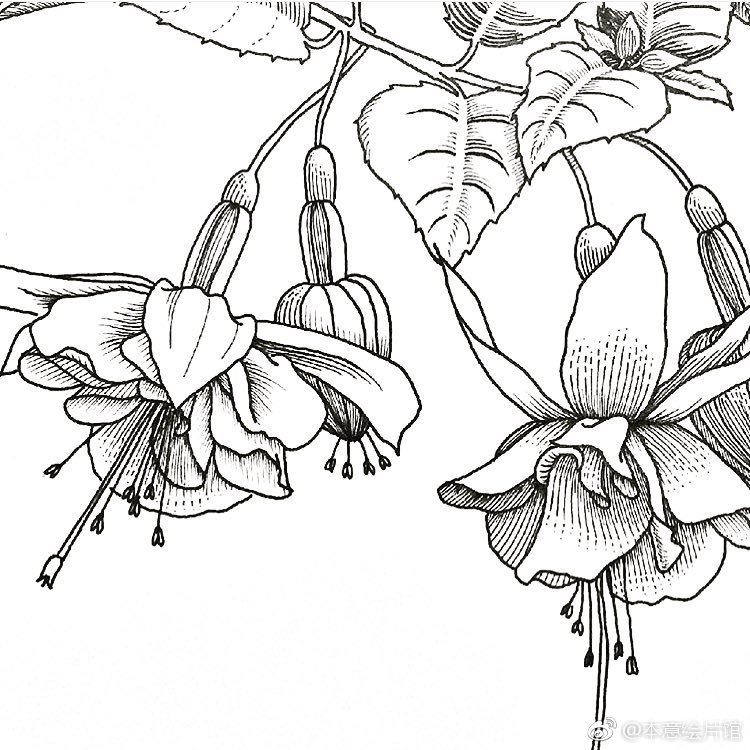 黑白花卉一组. | ins : oszvaldann