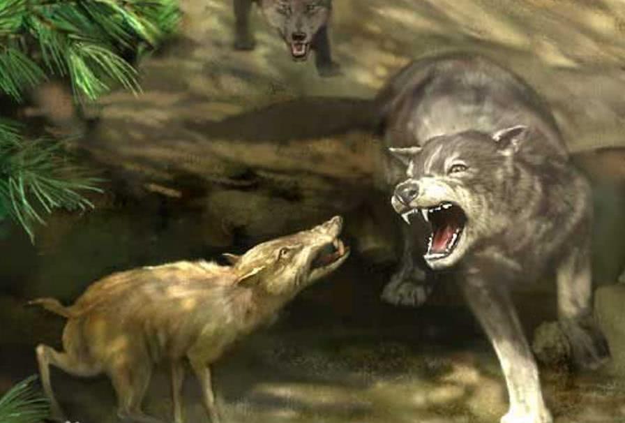 安氏中兽,因其化石在蒙古和中国地区发现,因此也叫蒙古安氏中兽,生活