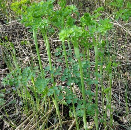 农村大山深处才有的野菜吃起来真的很美味你吃过哪些