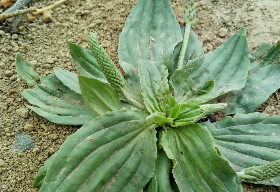 农村随处可见的野菜,它的这几大功效你都解吗|前列腺炎|车前草|功效