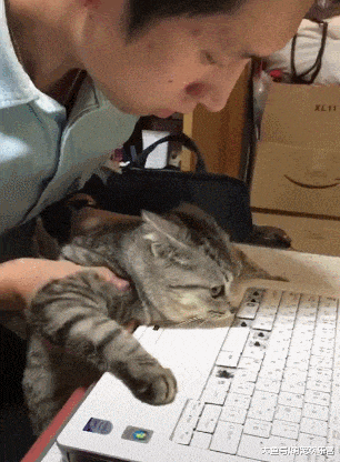 猫咪破坏主人键盘表情我凭本事抠的我没错
