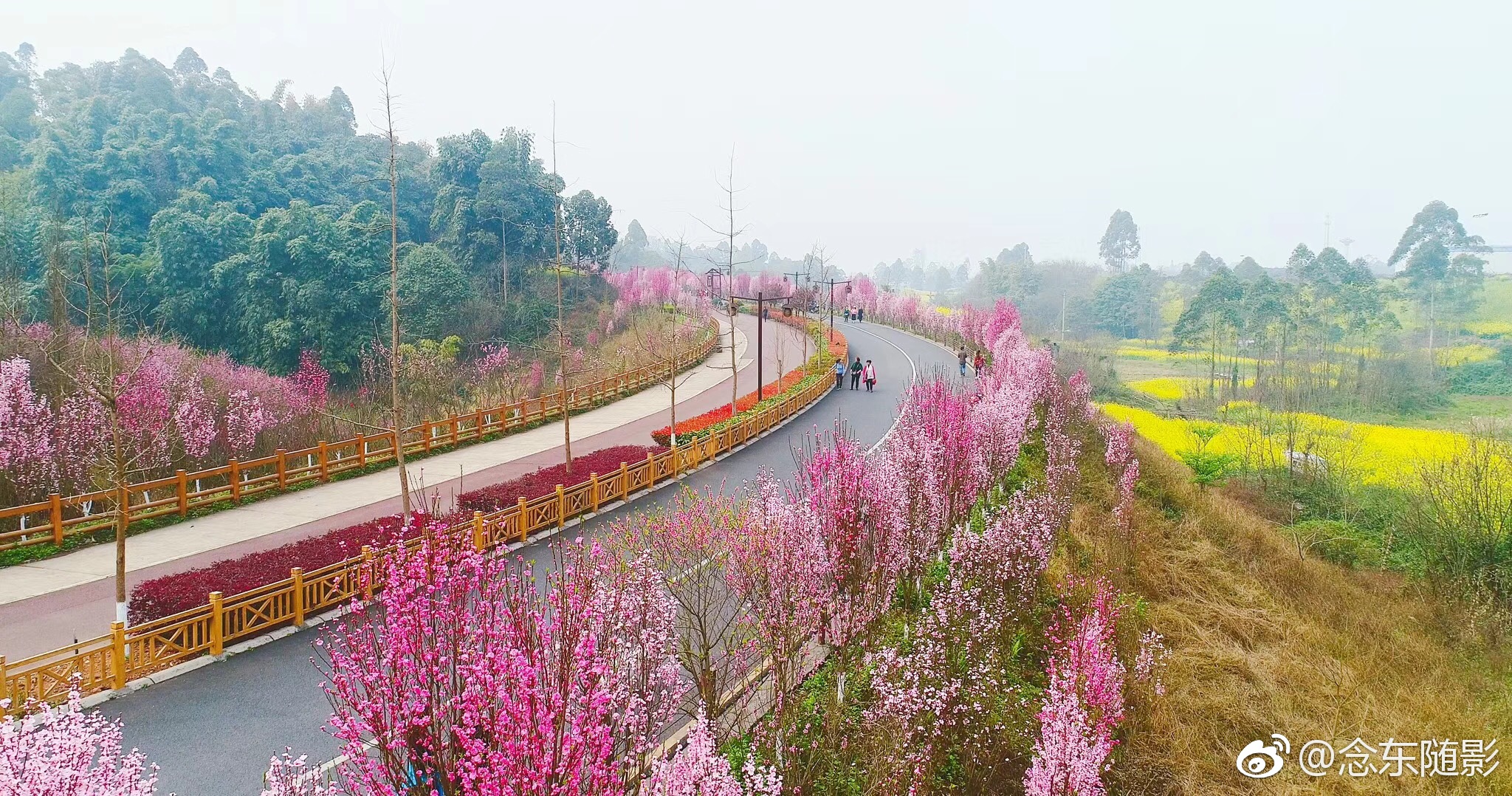 四川乐山绿心路如此高颜值,简直美哭