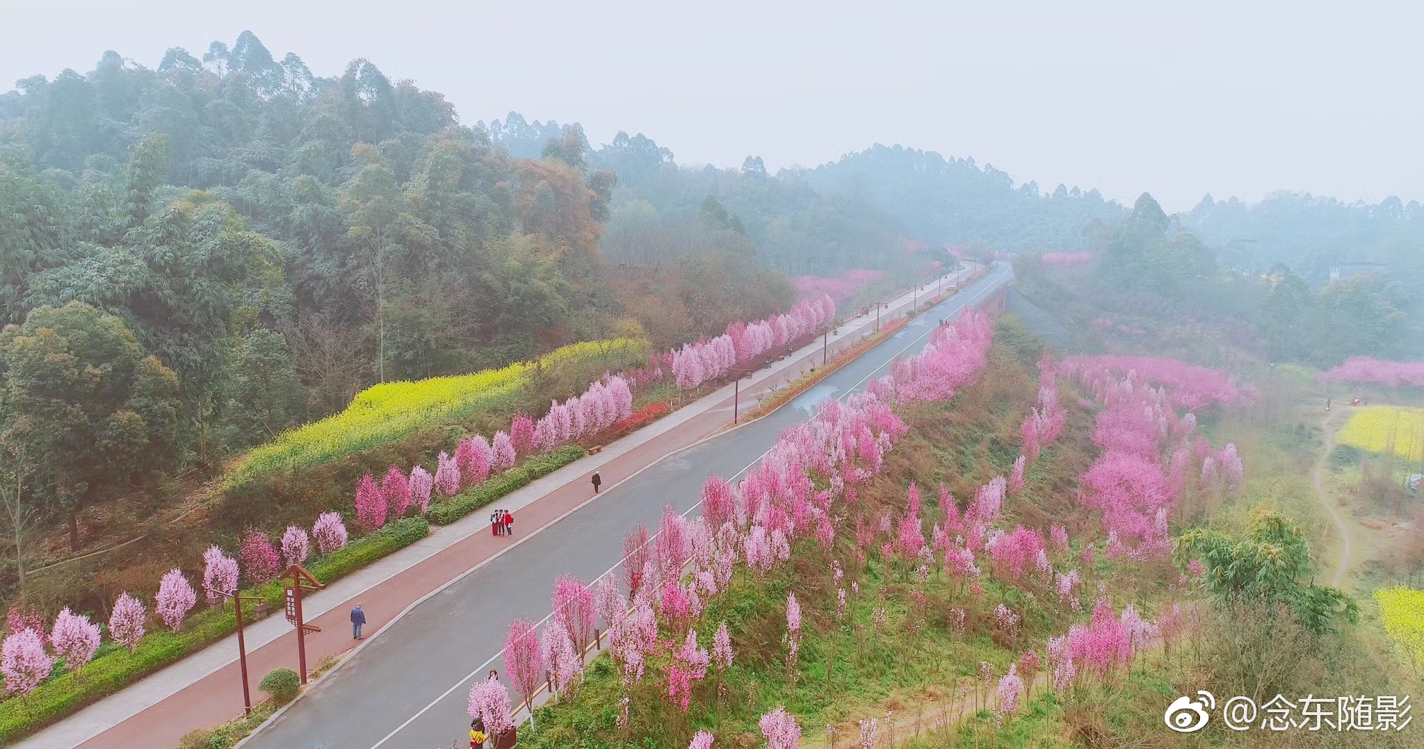 四川乐山绿心路如此高颜值,简直美哭