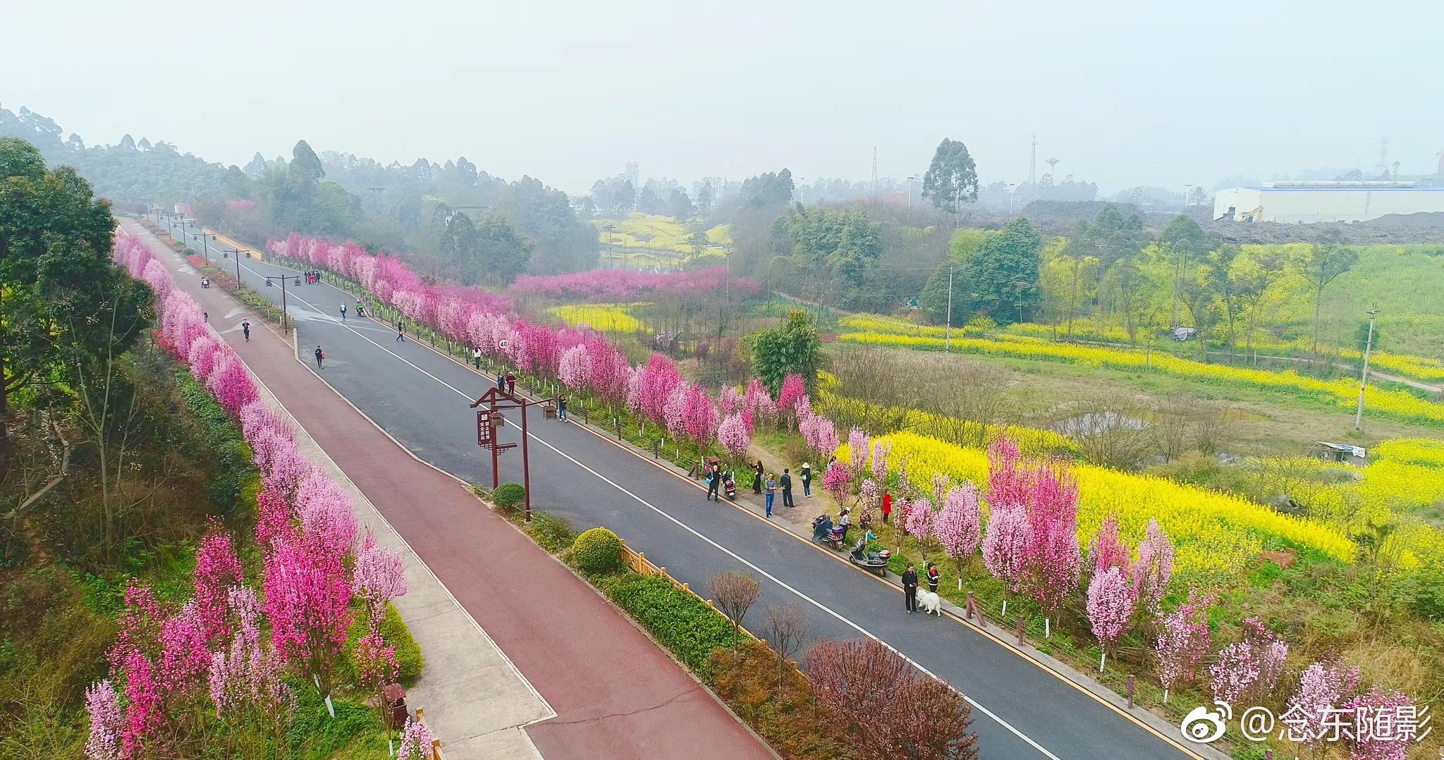 四川乐山绿心路如此高颜值,简直美哭