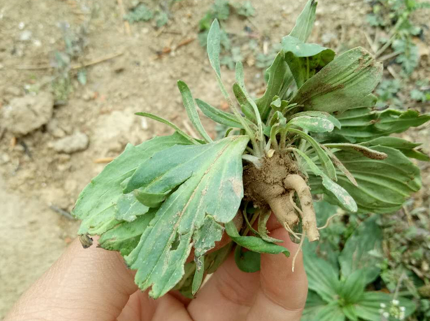 农村随处可见的野菜它的这几大功效你都解吗